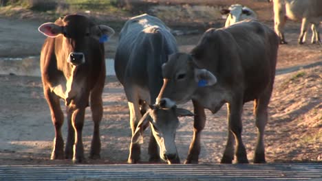 medium shot of cattle stopped at cattleguard on a dirt road