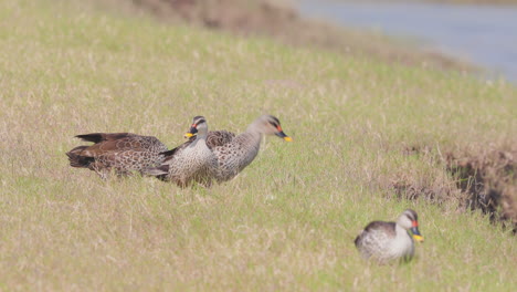 four indian spot billed ducks in grass on banks of a lake walking and standing as they preen the feathers, small flock