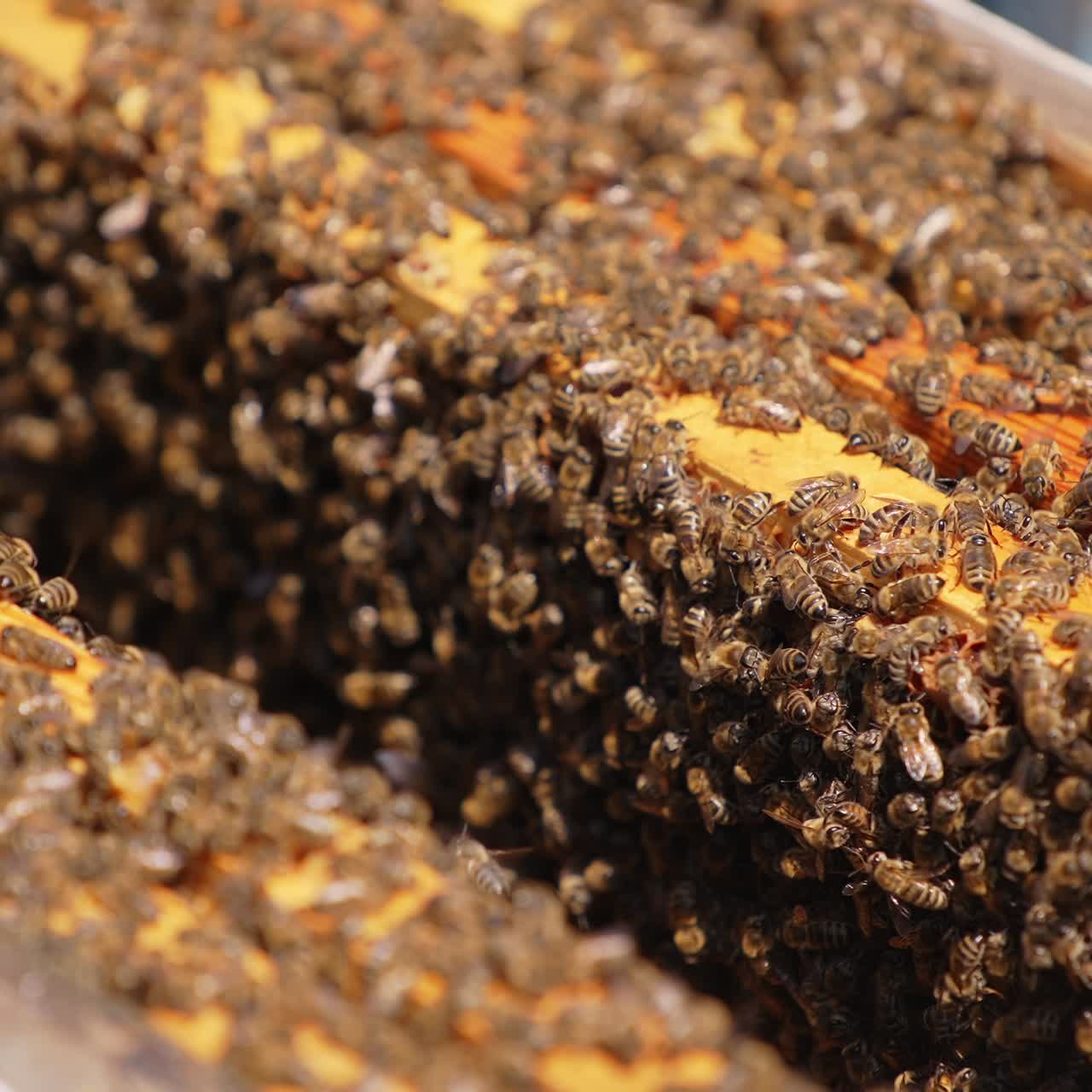 A swarm of bees covering the frames in the beehive. Honey insects producing organic product. Close up