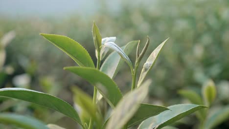 giovani foglie di tè verde. sfondo bokeh