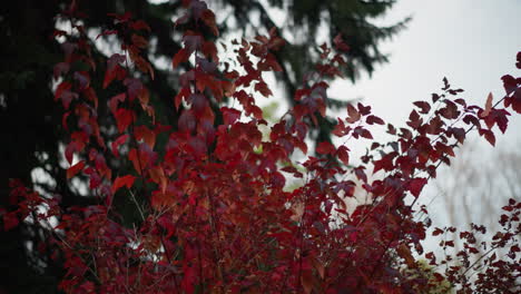 red autumn leaves sway gently in the breeze, creating a striking contrast against a blurred background of green trees, vibrant seasonal foliage showcases nature transition