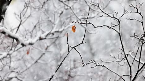 tree branches on the background of snowfall. flakes of snow falling down winter landscape.