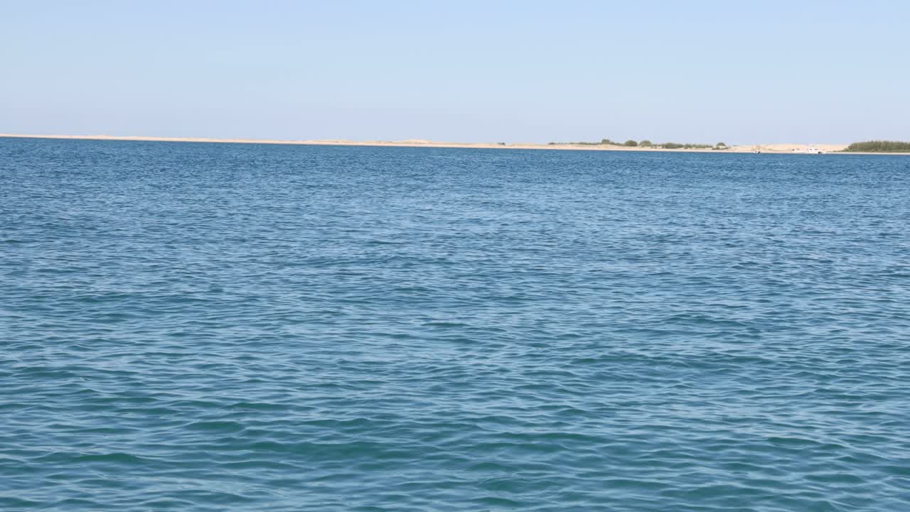 바다에서 물고기를 잡기 위해 다이빙하는 바다표범