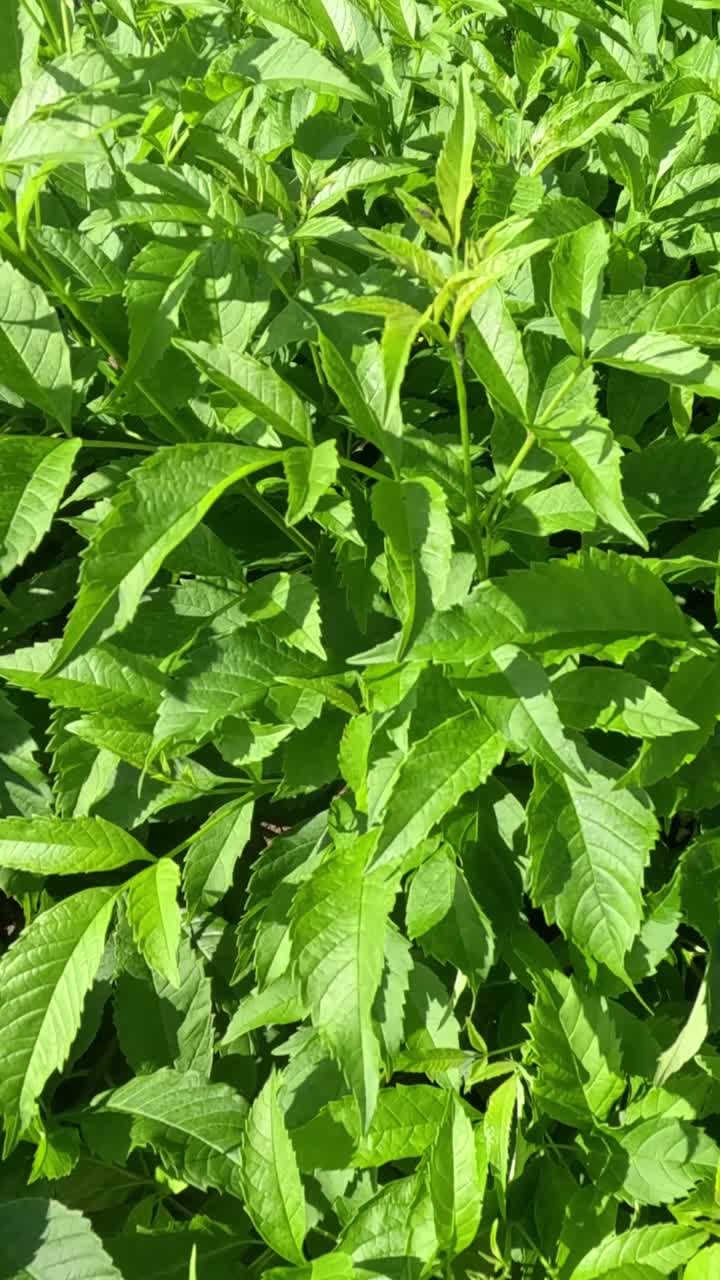 Primo piano di lussureggiante fogliame verde e foglie seghettate che ondeggiano delicatamente nella brezza estiva.