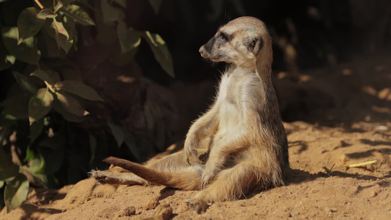 O suricato (Suricata suricatta) é um pequeno mangusto encontrado no sul da África