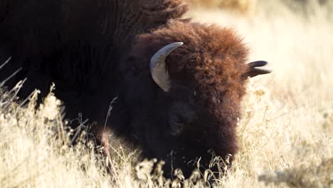 el bisonte americano o el búfalo pastando - aislado de cerca