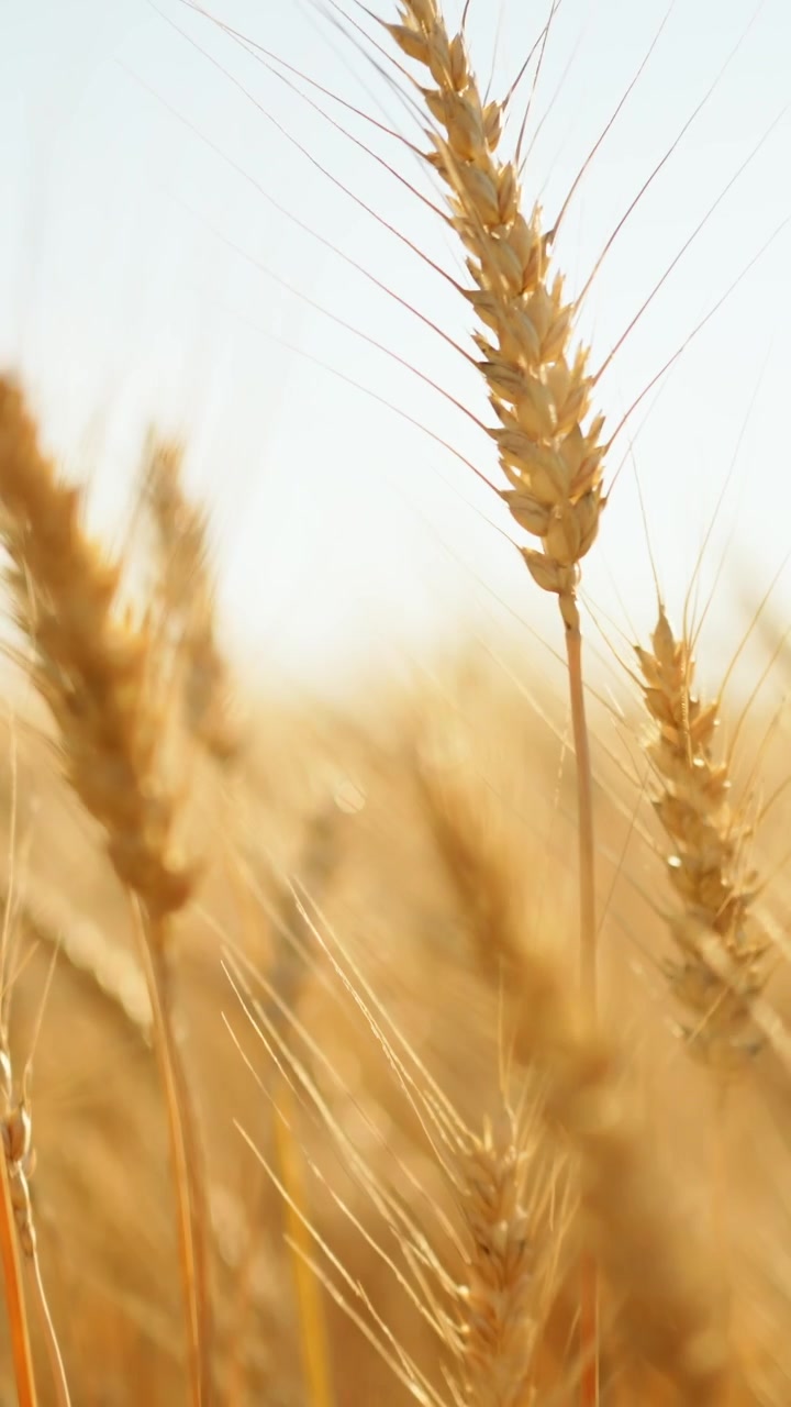 Spighe di grano dorate che ondeggiano in un campo estivo