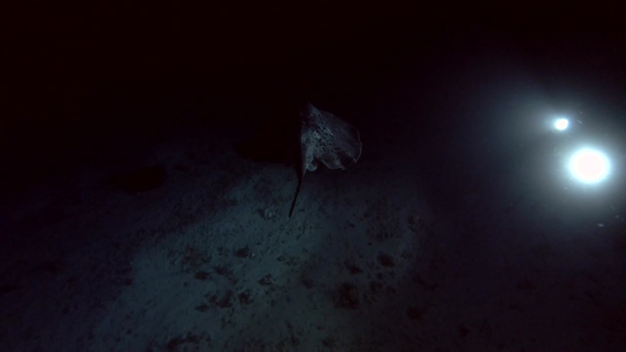 Round ribbontail ray swim over sandy bottom in the night