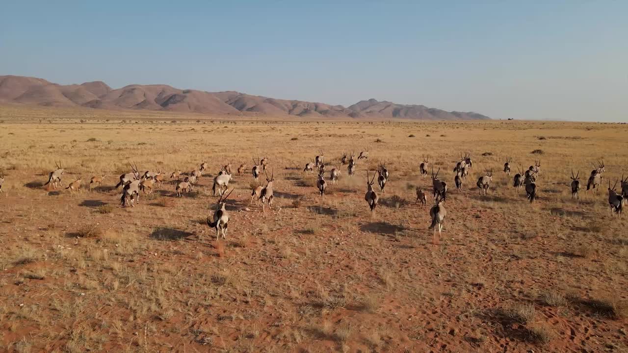 un rebaño de oryx se apresura por una llanura africana en namibia