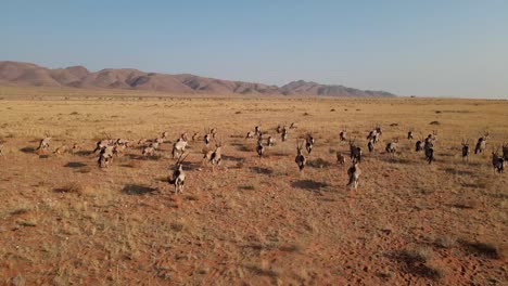 a herd of oryx stampede over an african plain in namibia