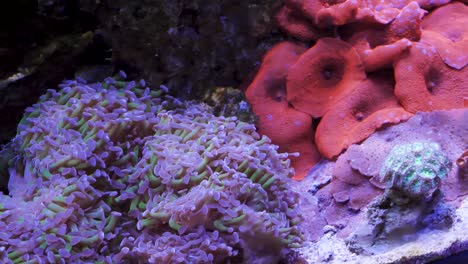 octopus coral and mushroom coral in aquarium