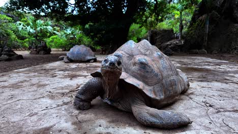 aldabra giant tortoise in its habitat