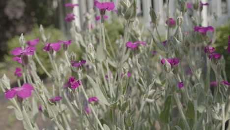 Close-up-detail-shot-of-vibrant-rose-campion-crown-campion-flower-moving-on-a-breeze-in-a-garden