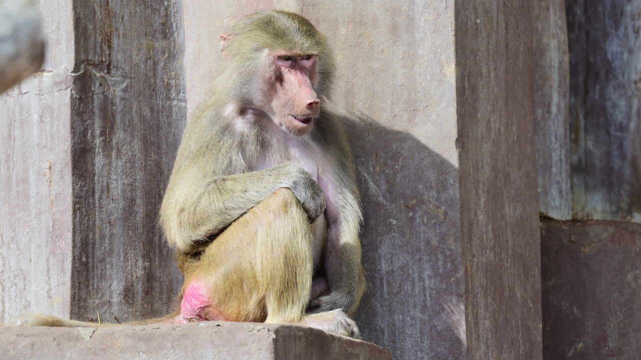 Baboon sitting and looking down in a moment of solitude