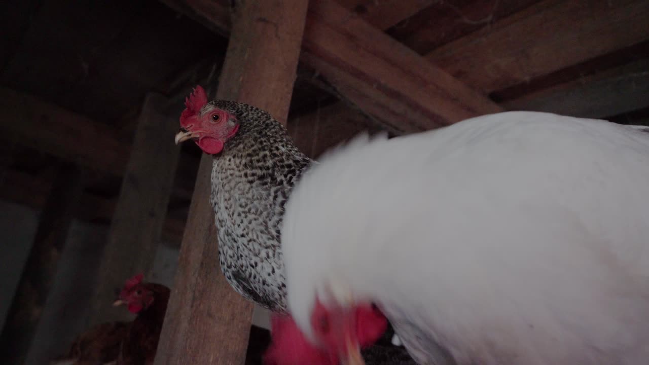 Handheld upward shot of a white and grey chicken perching in a dark, abandoned barn. A brown chicken stands in the background, adding depth to the quiet, moody rural atmosphere.