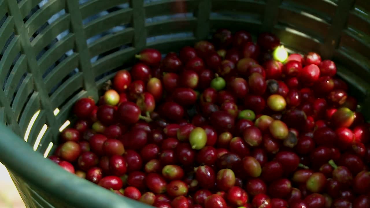 Ciliegie di caffè nel cestino