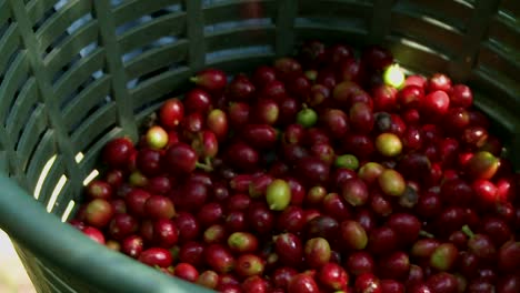 coffee cherries in basket