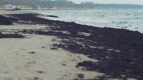 Algas-Muertas-Arrojadas-En-Cantidad-Por-Las-Olas-En-Una-Playa-De-Arena-Blanca,-Contaminación-Ambiental,-Costa-Del-Mar-Báltico,-Día-De-Otoño-Nublado,-Tiro-Medio-De-ángulo-Bajo