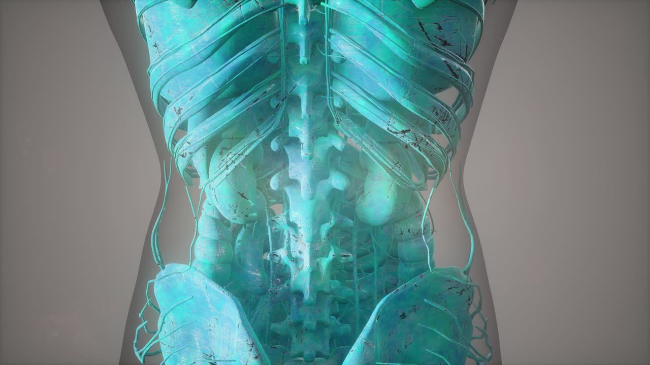 vista de cerca completa del sistema esquelético con cuerpo transparente