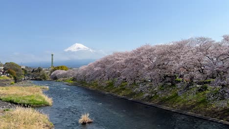 incredible spring scenery at mt. fuji with sakura cherry blossoms