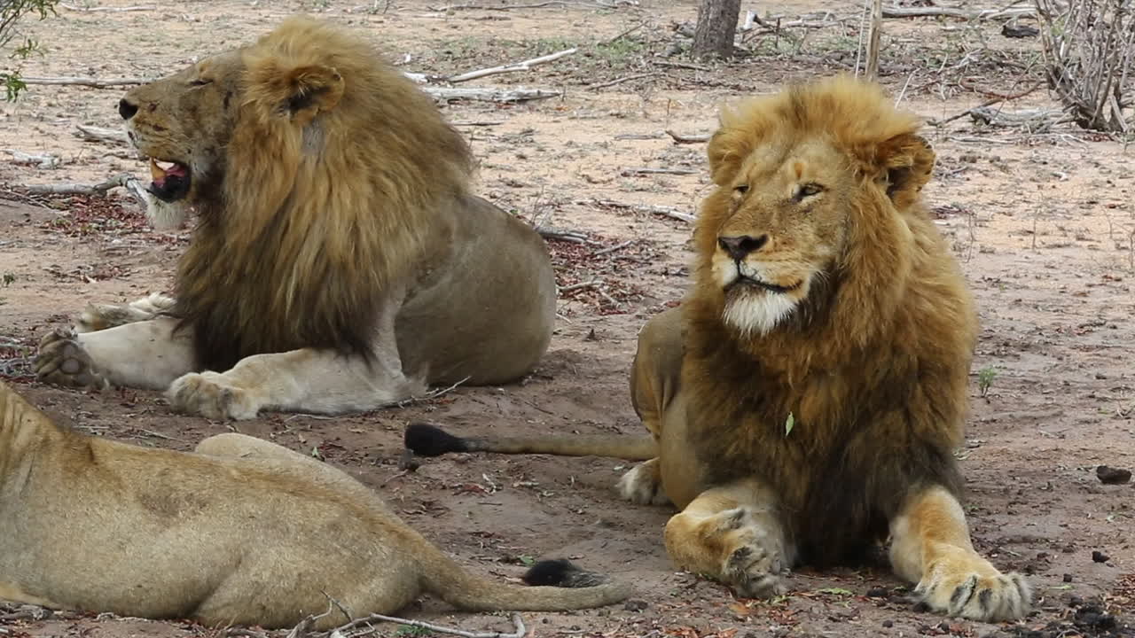 Due leoni maschi del branco tengono la testa alta e vigilano su qualsiasi pericolo con i loro cuccioli non lontani da loro