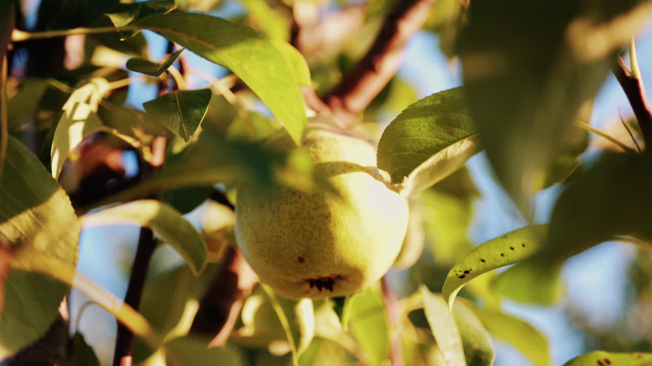 Close up of a ripe pear hanging among green leaves in the sunlight
