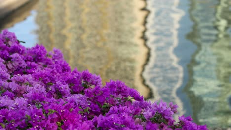 las vibrantes buganvillas púrpuras florecen junto a las aguas tranquilas