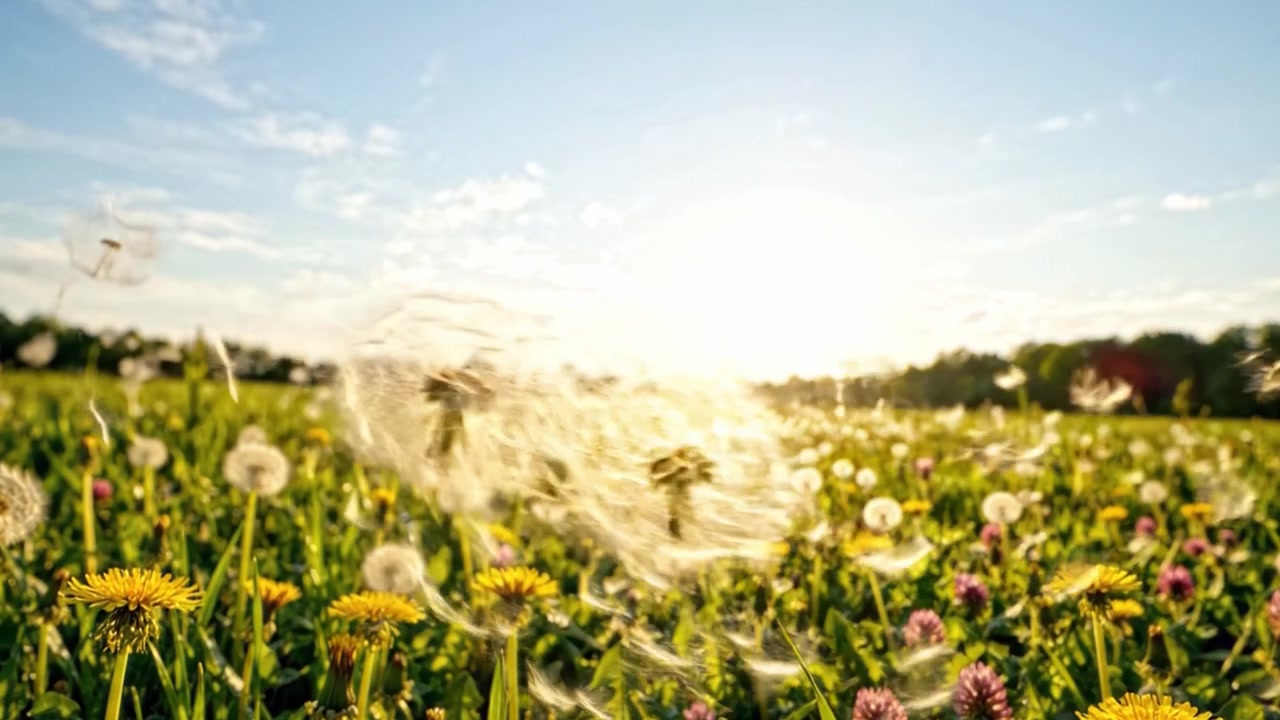 Levende Eng med Løvetann og Villblomster Opplyst av Solens Varme Glød, Fanger Essensen av Naturens Skjønnhet i et Naturskjønt Landskap
