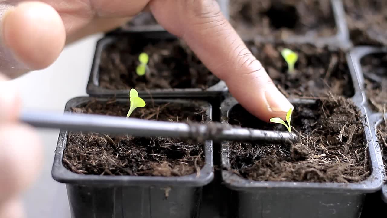 small plant seedlings growing in plastic pot in greenhouse