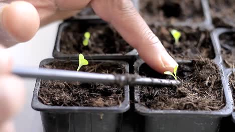 Plántulas-De-Plantas-Pequeñas-Que-Crecen-En-Macetas-De-Plástico-En-Invernadero