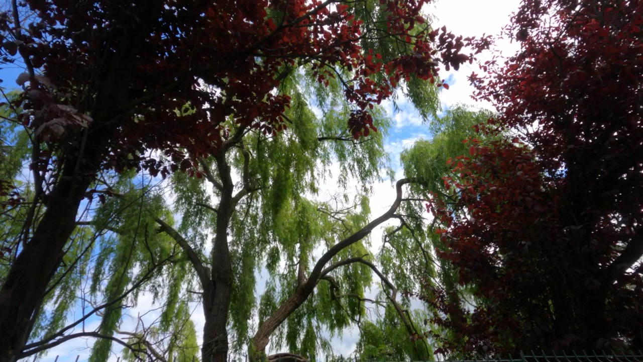 Inquadratura dal basso attraverso un salice piangente e alberi dalle foglie rosse contro un cielo azzurro a Gijón, Spagna