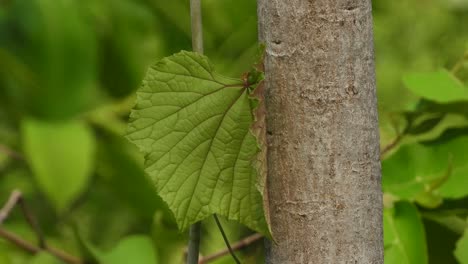 beautiful leaf in forest