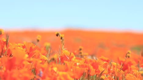 Large-field-of-Golden-Poppy-wild-flowers-blowing-in-the-wind