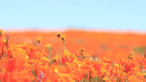 large field of golden poppy wild flowers blowing in the wind