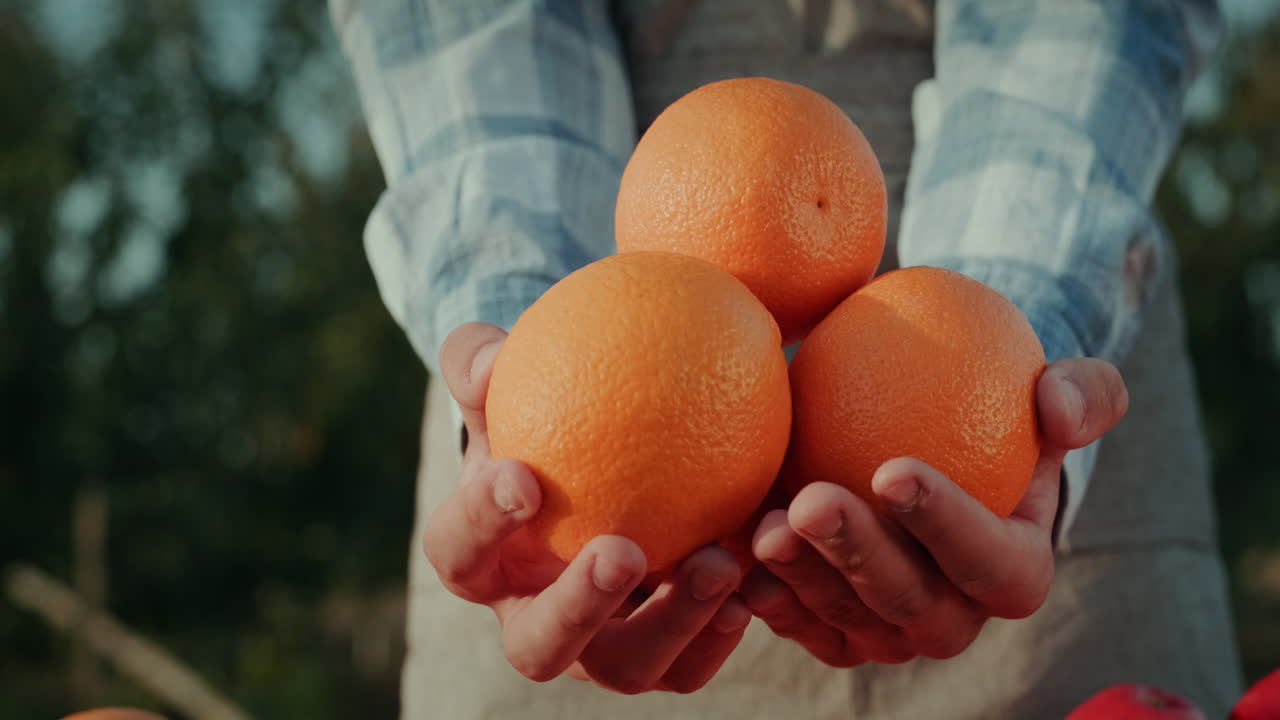 el agricultor guarda varias naranjas grandes en el mostrador de frutas