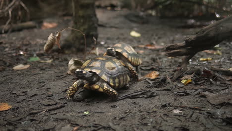 couple of tortoise geochelone carbonaria copulating