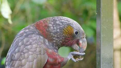 close up of a kaka parrot eating food from one of it's talons