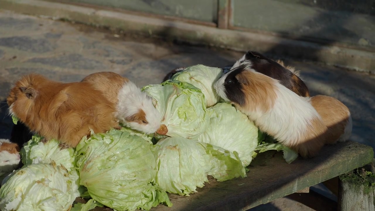 Gruppe von Meerschweinchen, die frischen Salat auf einer Holzbank fressen