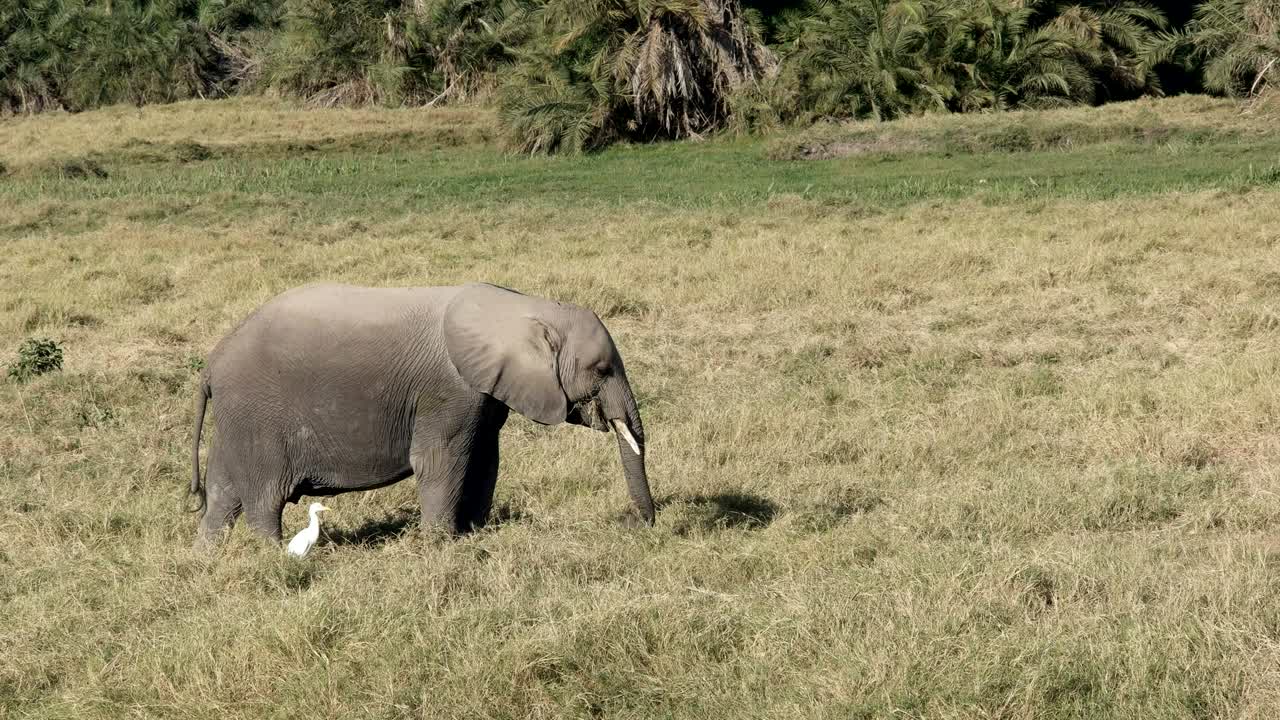 fotografía media de un joven elefante en amboseli, kenia