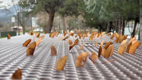 el viento sopla y sacude las semillas de arce atrapadas en una rejilla de mesa del parque