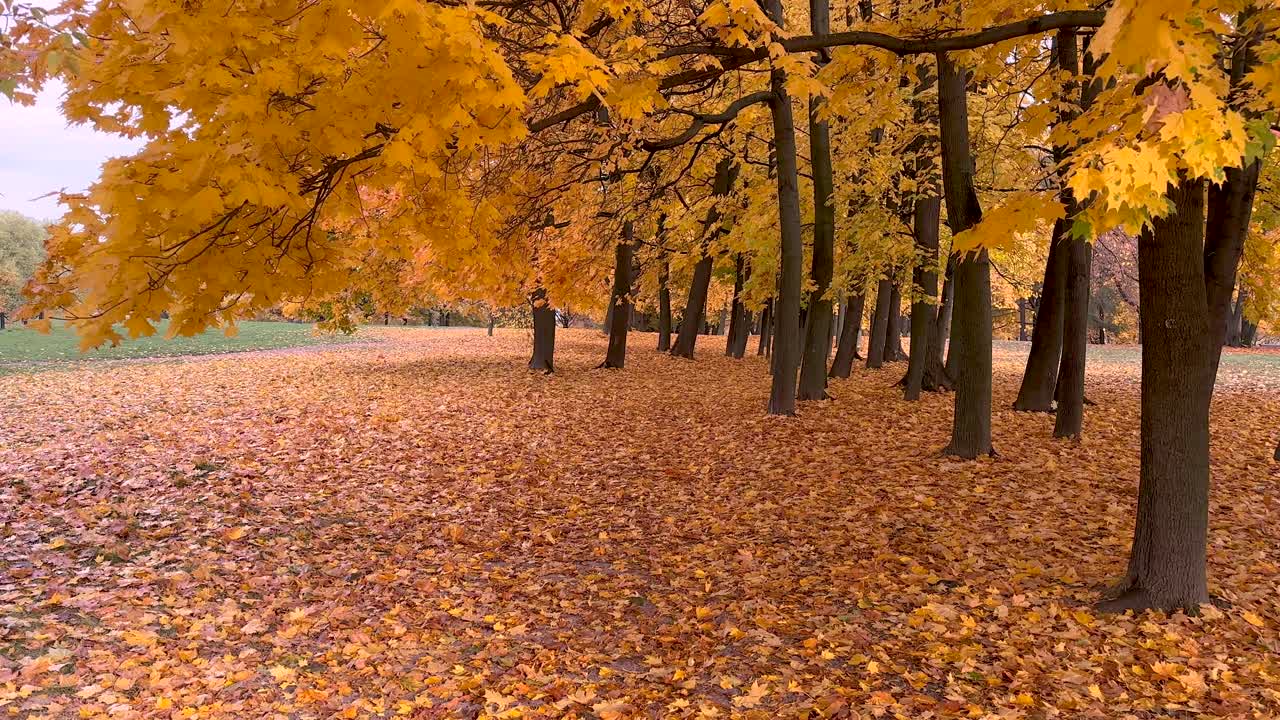 Yellow maple leaves above and below (4K60)
