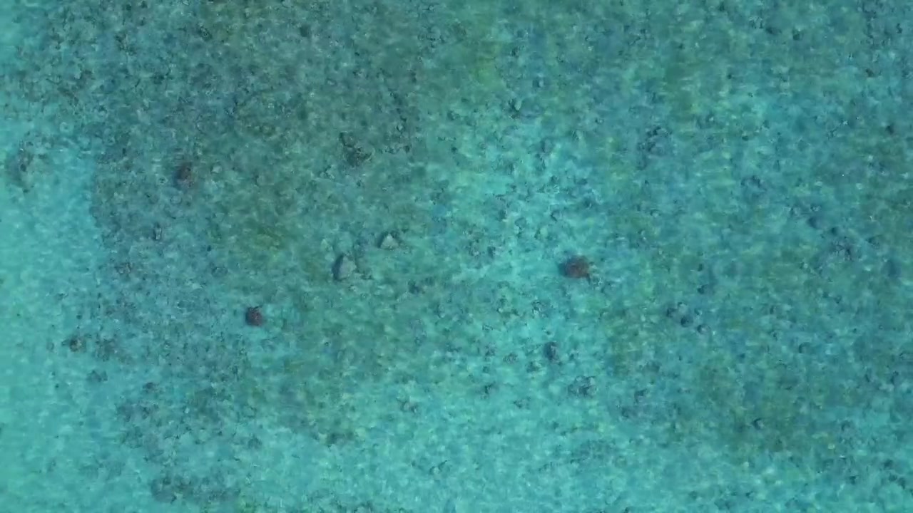 Two small sea turtles looking for food swimming over a sandy seafloor in transparent turquoise water. Great aerial view overflight flyover drone camera pointing down