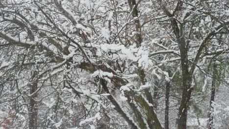 heavy snowfall on the branches of trees