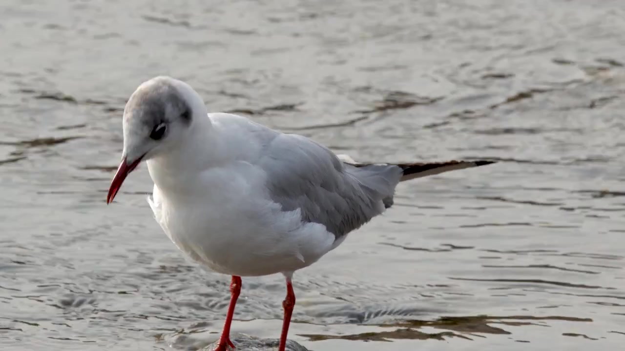 Un gabbiano comune si liscia le piume mentre sta su una roccia in un fiume che scorre.