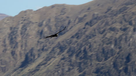 A-condor-flying-in-Colca-Canyon.-Arequipa,-Peru