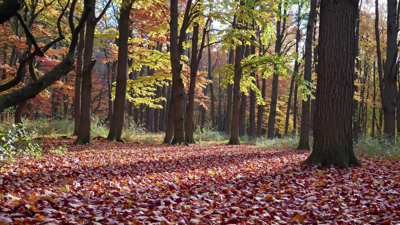 Low-angle video shot of a serene forest in autumn, showcasing vibrant leaves and tall trees