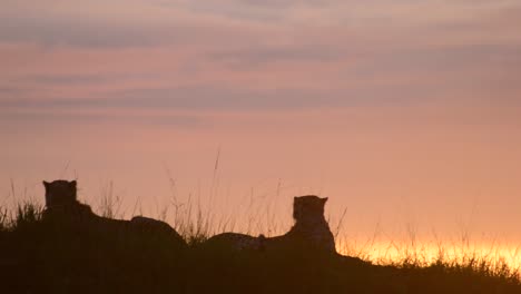 cheetahs sitting on a hill at dusk in kenya