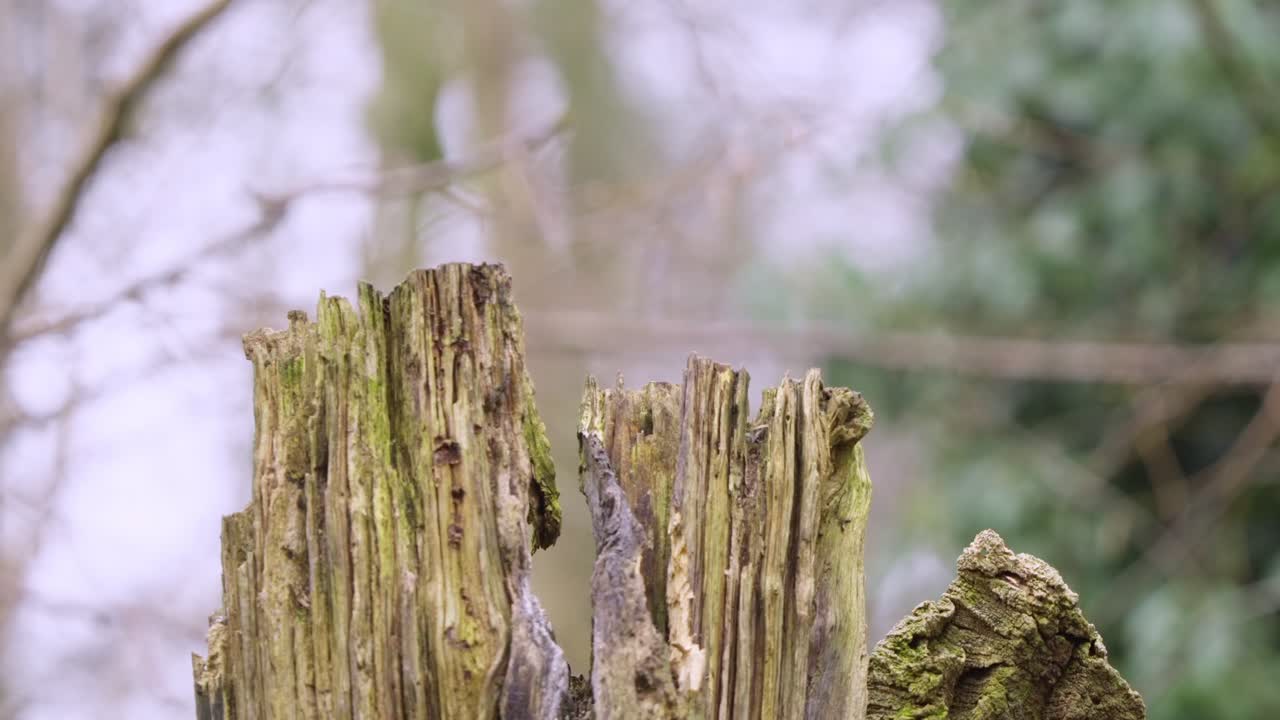 Eurasian robin hops on forest stump, looking around in gentle motion under soft daylight