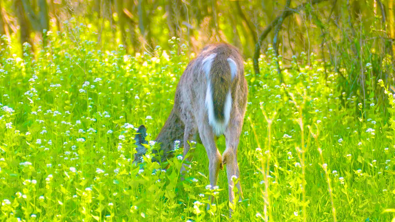 White-Tailed Deer in a Field of Flowers
