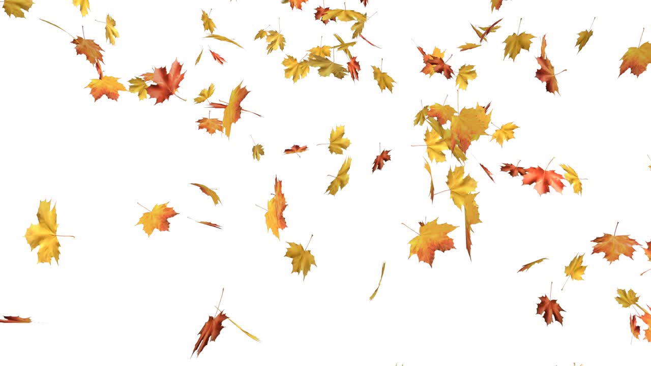 메이플의 가을 잎이 떨어집니다.